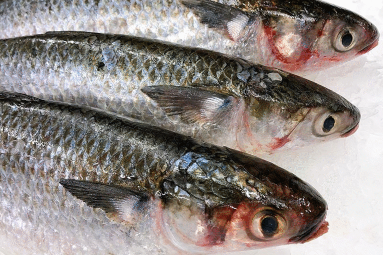 Untitled design - 2025-09-25T174554.223