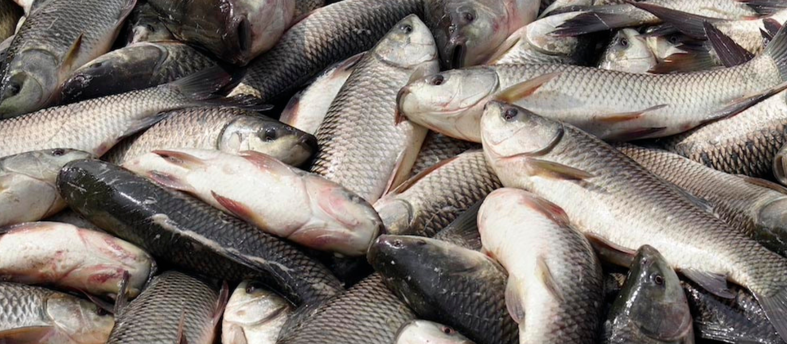 Untitled design - 2025-09-27T150639.452