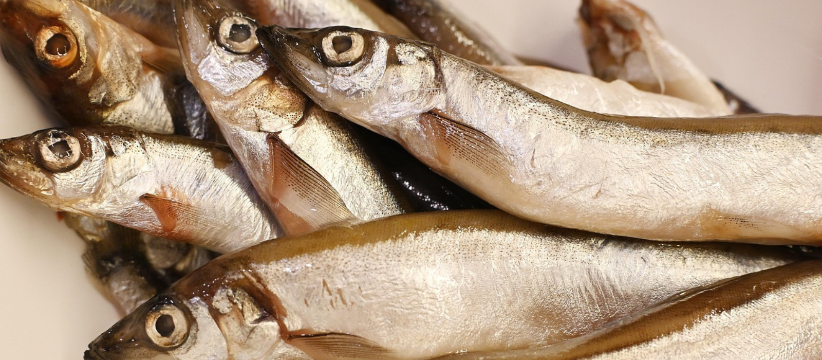 Untitled design - 2025-09-27T150738.276