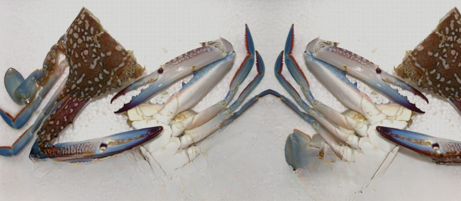 Untitled design - 2025-09-27T151206.854