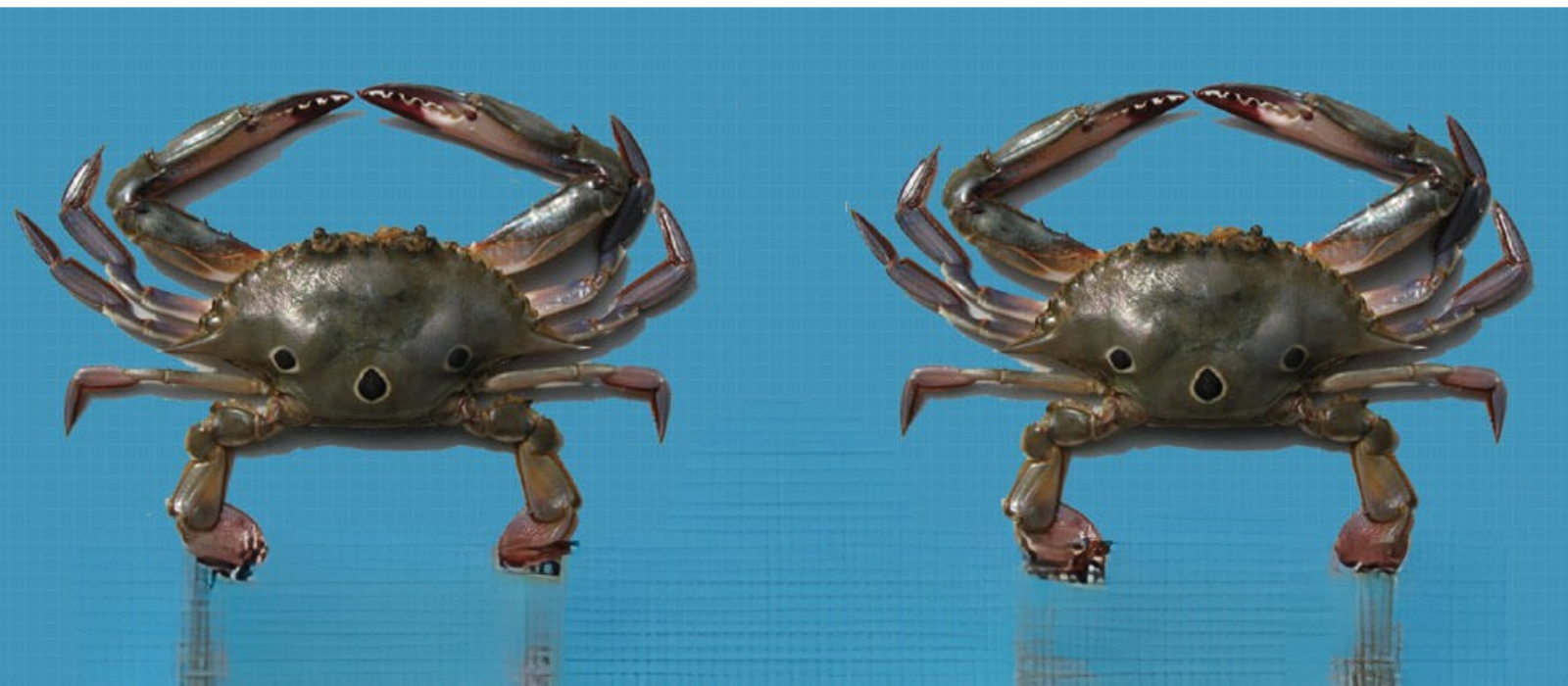 Untitled design - 2025-09-27T151442.372